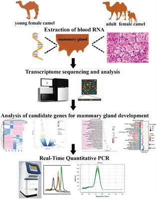 Transcriptome analysis to identify candidate genes related to mammary gland development of Bactrian camel (Camelus bactrianus)